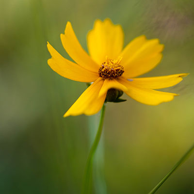Sulfur Cosmos